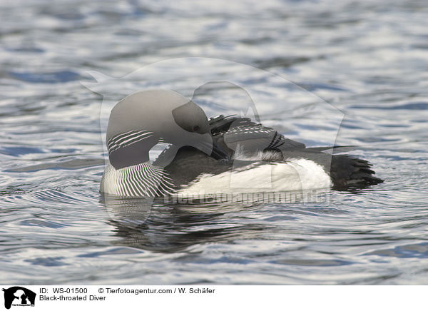 Prachttaucher / Black-throated Diver / WS-01500