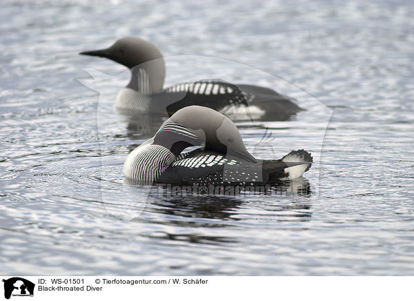 Black-throated Diver / WS-01501