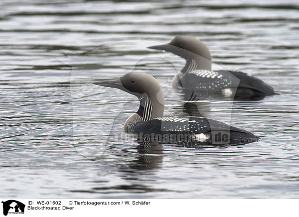 Prachttaucher / Black-throated Diver / WS-01502