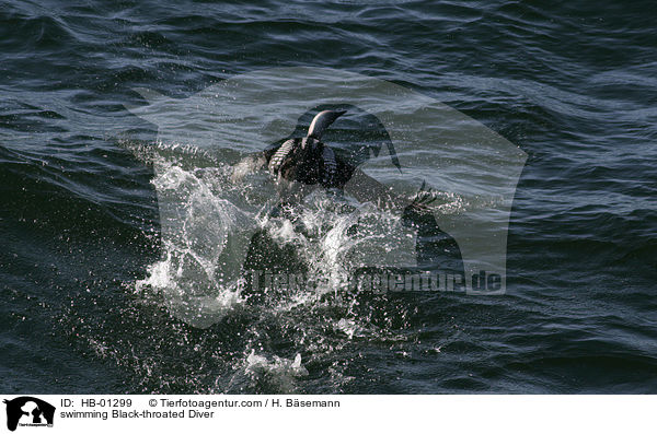 schwimmender Prachttaucher / swimming Black-throated Diver / HB-01299