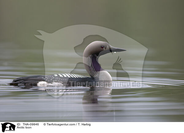 Prachttaucher / Arctic loon / THA-09846