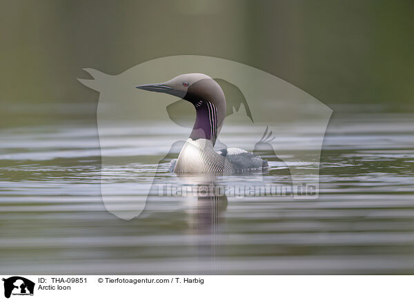 Arctic loon / THA-09851