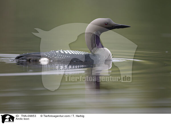 Prachttaucher / Arctic loon / THA-09853