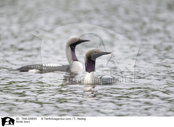 Arctic loon / THA-09855