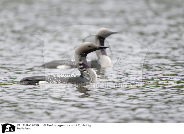 Prachttaucher / Arctic loon / THA-09856