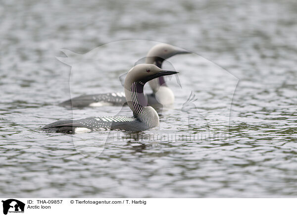 Prachttaucher / Arctic loon / THA-09857