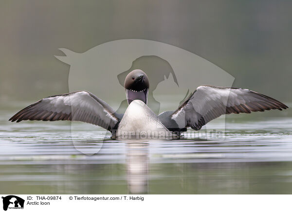 Prachttaucher / Arctic loon / THA-09874