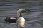 Black-throated Diver