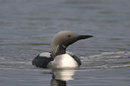 Black-throated Diver