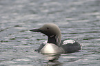 Black-throated Diver