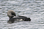 Black-throated Diver