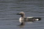 Black-throated Diver