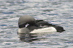 Black-throated Diver