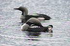 Black-throated Diver