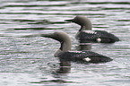 Black-throated Diver