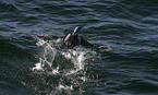 swimming Black-throated Diver