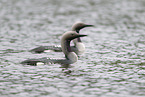 Arctic loon