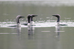 Arctic loon