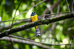 black-throated trogon