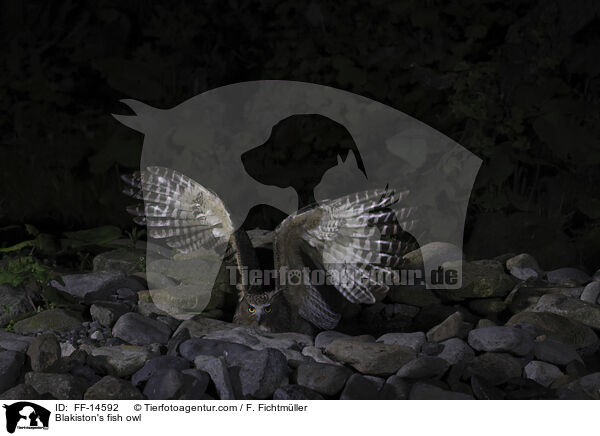 Riesenfischuhu / Blakiston's fish owl / FF-14592