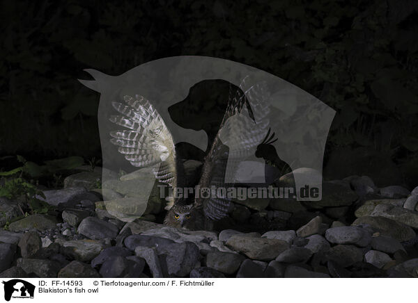 Blakiston's fish owl / FF-14593