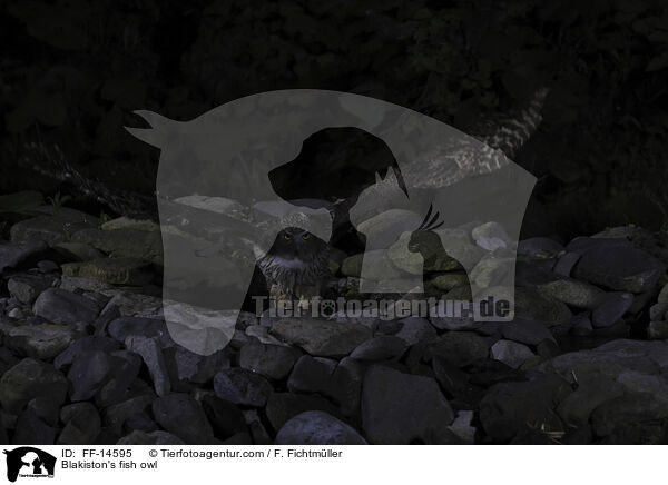 Riesenfischuhu / Blakiston's fish owl / FF-14595
