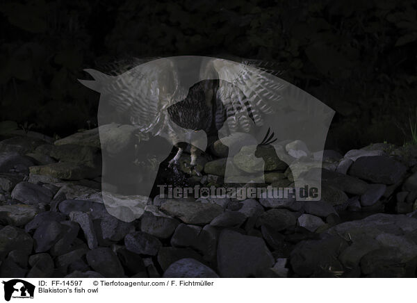 Riesenfischuhu / Blakiston's fish owl / FF-14597