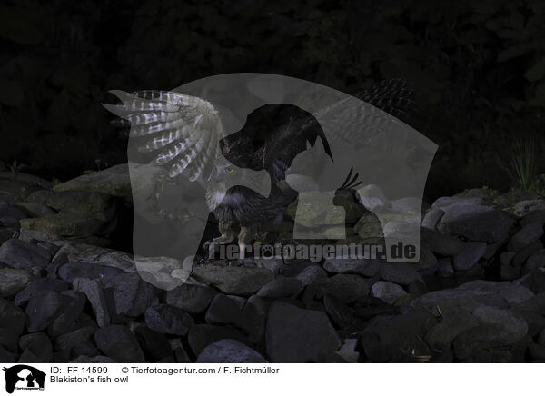 Riesenfischuhu / Blakiston's fish owl / FF-14599