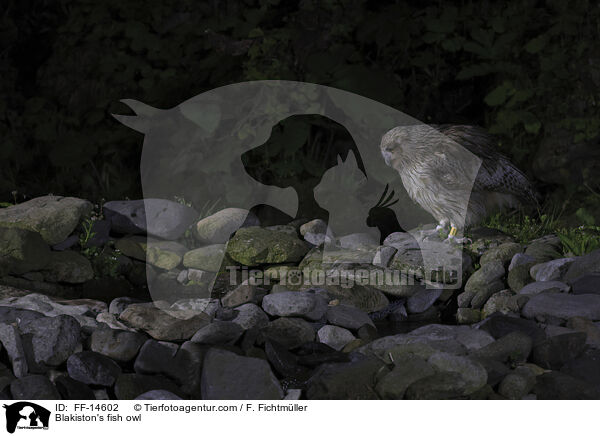 Riesenfischuhu / Blakiston's fish owl / FF-14602