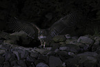 Blakiston's fish owl