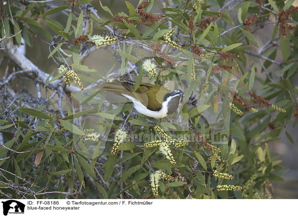 blue-faced honeyeater / FF-08186