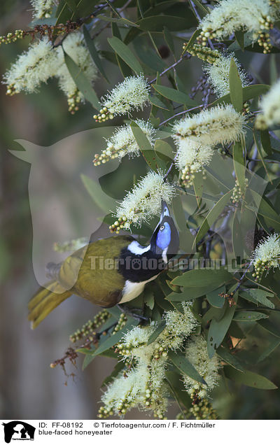 blue-faced honeyeater / FF-08192