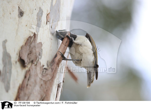 blue-faced honeyeater / FF-08198