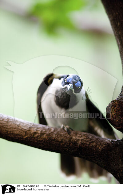 Blauohr-Honigfresser / blue-faced honeyeater / MAZ-06178