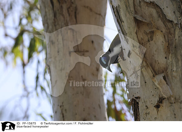 Blauohr-Honigfresser / blue-faced honeyeater / FF-15875