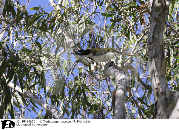 Blauohr-Honigfresser / blue-faced honeyeater / FF-15879