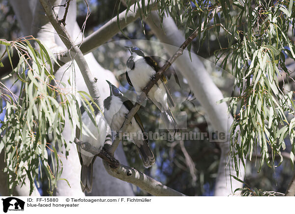 Blauohr-Honigfresser / blue-faced honeyeater / FF-15880