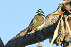 blue-faced honeyeater