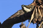 blue-faced honeyeater