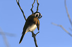 blue-faced honeyeater