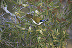 blue-faced honeyeater