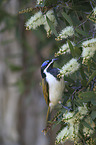 blue-faced honeyeater