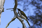 blue-faced honeyeater