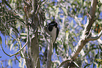blue-faced honeyeater