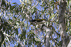 blue-faced honeyeater