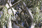 blue-faced honeyeater