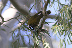 blue-faced honeyeater