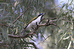 blue-faced honeyeater