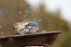 blue chaffinch