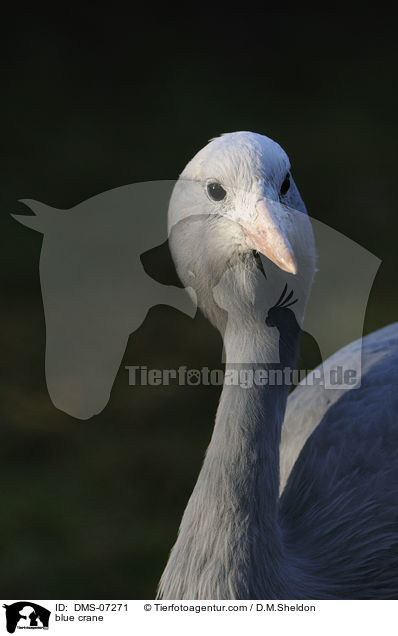 blue crane / DMS-07271